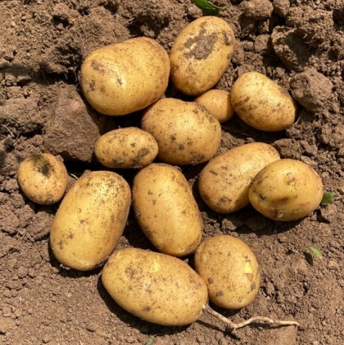 Brambory Jihlava (pěstování brambor, chorobám škůdcům, dobou zrání, dobu zrání) Brambory Jihlava